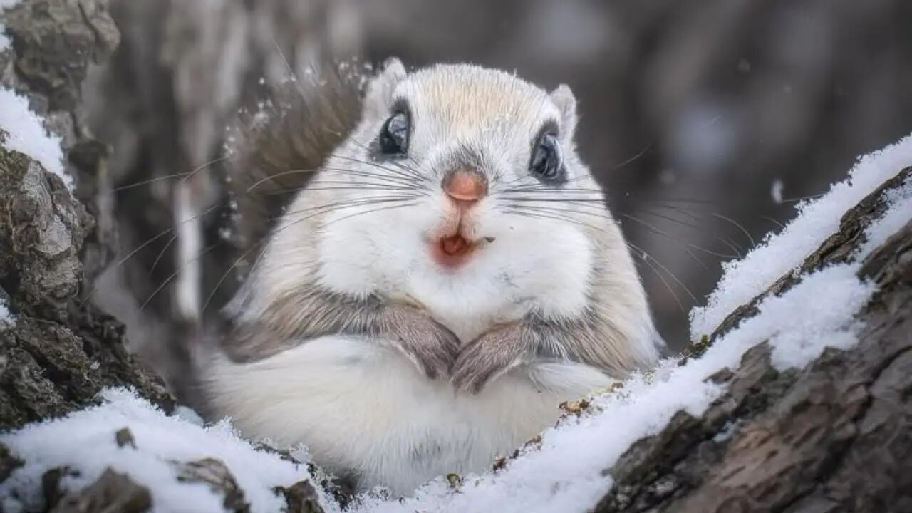 عکس | بامزهترین جانور جهان که در ژاپن زندگی میکند