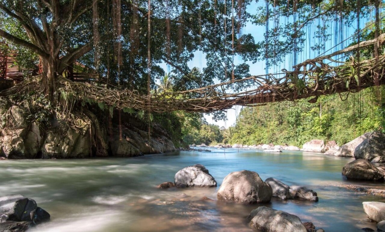 پلهای زنده دنیا/ عکس