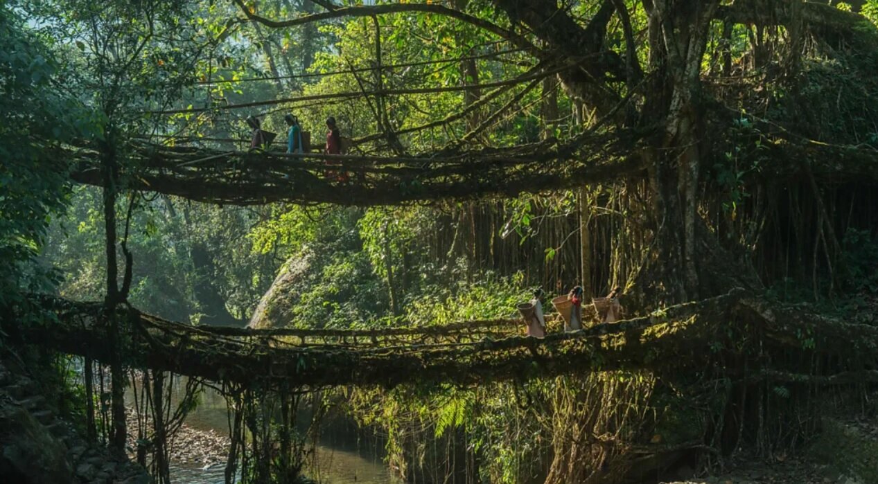 پلهای زنده دنیا/ عکس