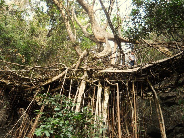 پلهای زنده دنیا/ عکس