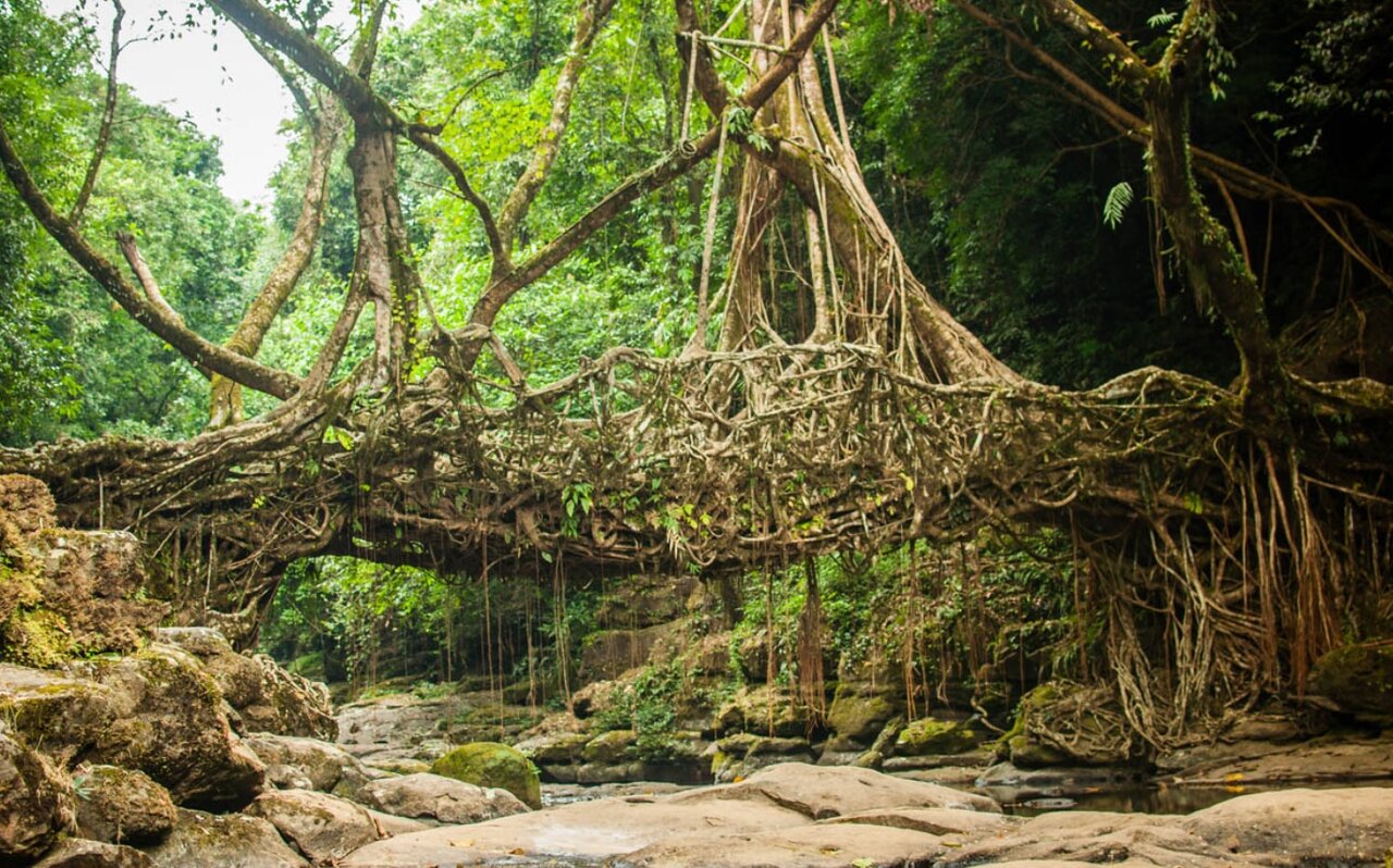 پلهای زنده دنیا/ عکس