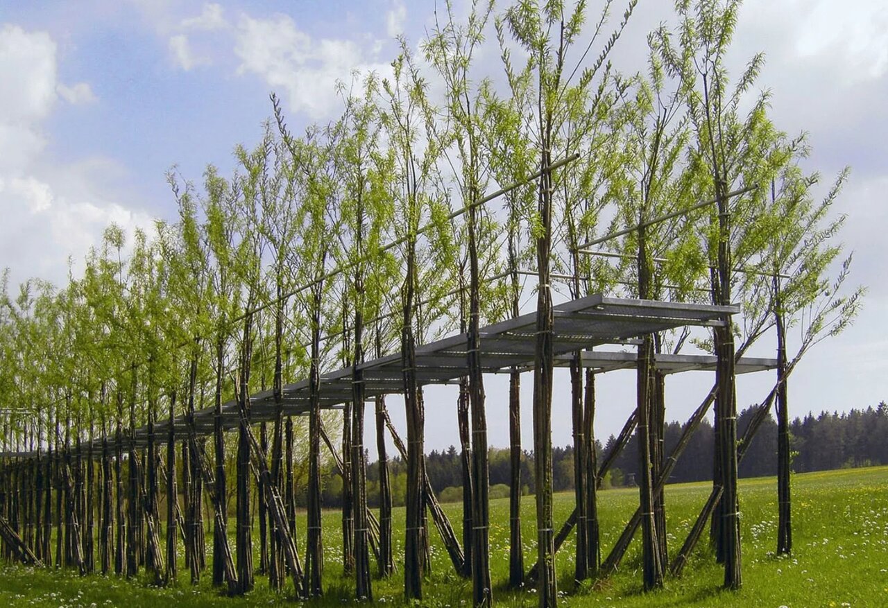 پلهای زنده دنیا/ عکس