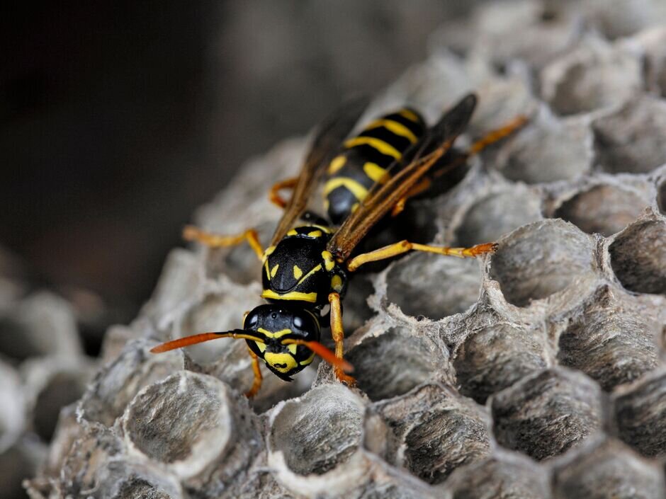 کشف لانه زنبور در تاسیسات هستهای