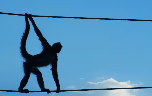 ببینید | میمون تنهایی که دلِ میلیون‌ها نفر را بُرد!