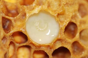 خواص ژل رویال چیست؟