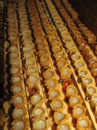 خواص ژل رویال چیست؟