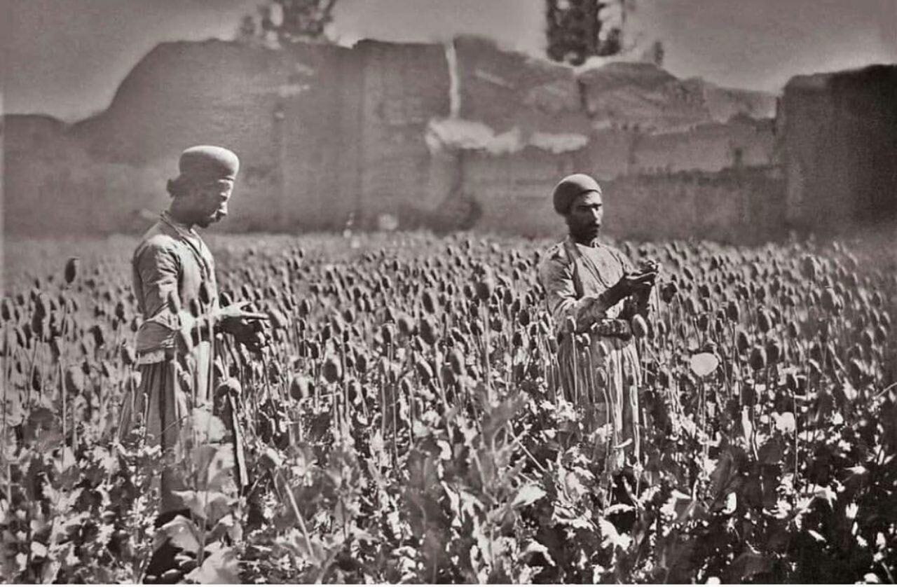 نکات مهم کشت خشخاش در ایران؛ قوانین در این خصوص چه می‌گویند؟/ واگذاری کشت خشخاش به بخش خصوصی، بزرگترین اشتباه مدیران