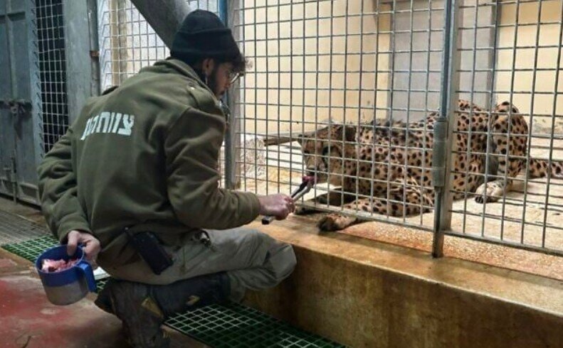 پلنگ ایرانی، یک اسرائیلی را به درک فرستاد/عکس