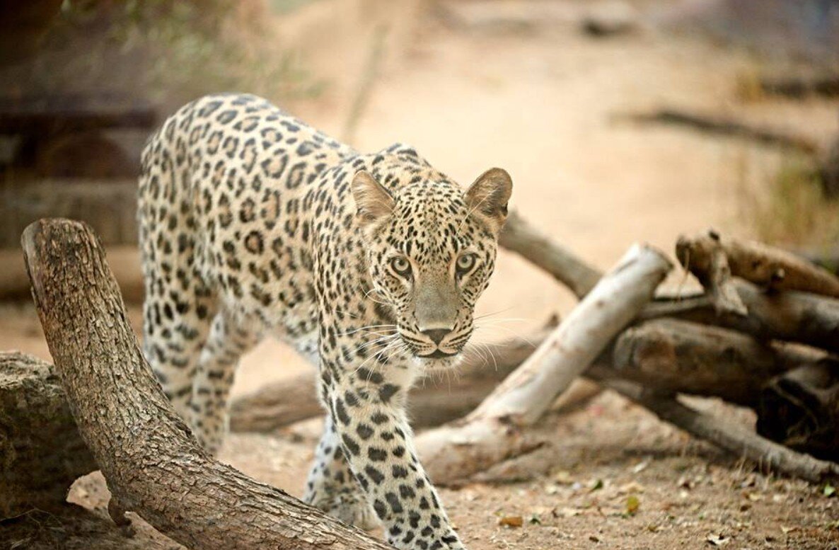 پلنگ ایرانی، یک اسرائیلی را به درک فرستاد/عکس