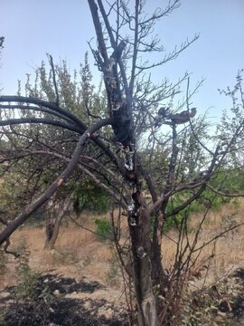 آتش سوزی در ۱۰ هکتار ازباغات بادام شهرستان اردل