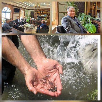 بیش از ۷۰ میلیون قطعه بچهماهی در رودخانههای گیلان رهاسازی شد بیش از ۷۰ میلیون قطعه بچهماهی در رودخانههای گیلان رهاسازی شد