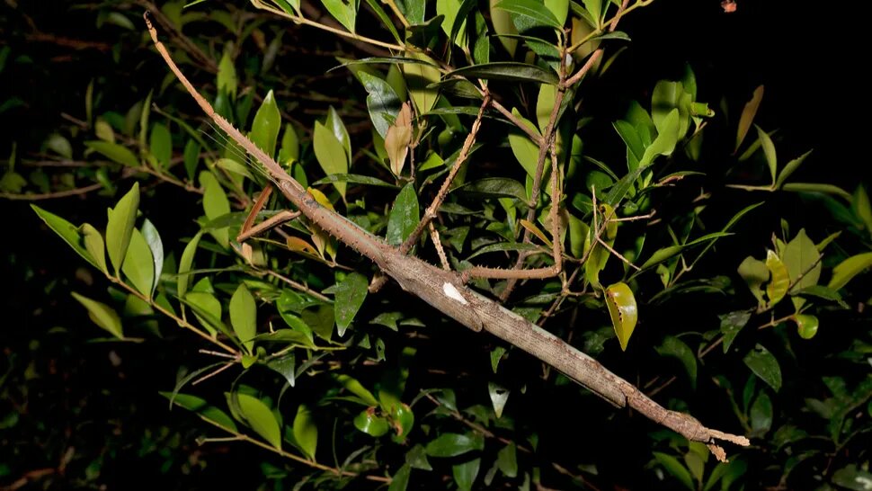 هیولای ناشناخته در ارتفاعات بارانی؛ آکروفیلا آلتا عنوان سنگینترین حشره را از آنِ خود کرد