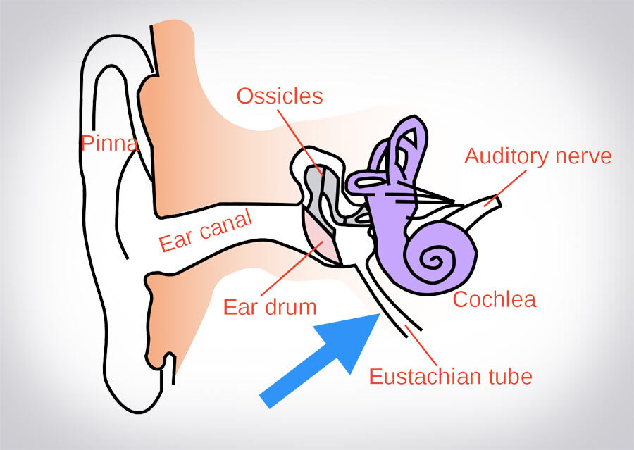 چرا در طول پرواز با هواپیما گوشهایمان میگیرد؟