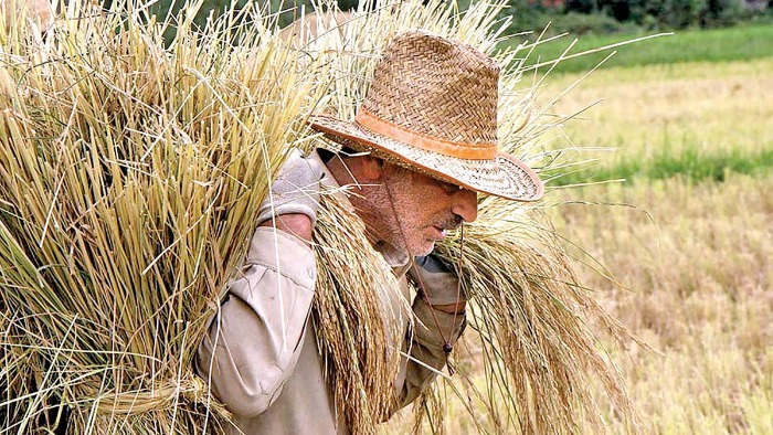 الگوی کشت در استان اردبیل اصلاح شود