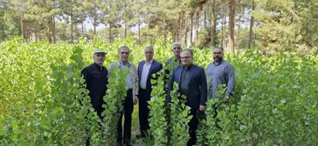 بازدید فرماندار و نماینده مجلس از نهالستان شهید عموزاده در راستای اجرای طرح ملی کاشت یک میلیارد درخت در سمنان