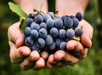 خواص انگور سیاه برای قلب و مغز