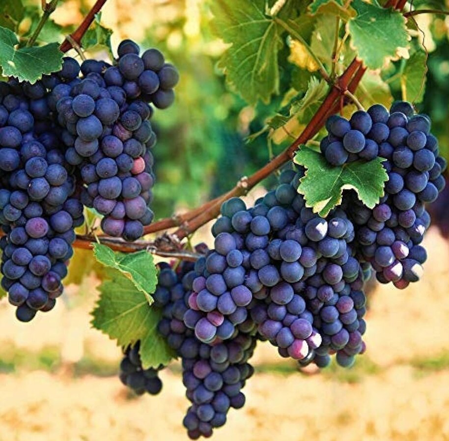 خواص انگور سیاه برای قلب و مغز