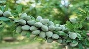 برداشت بادام از باغات قزوین آغاز شد