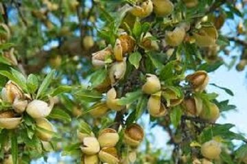 خوراکی‌ای که مغز کودکان را تقویت می‌کند