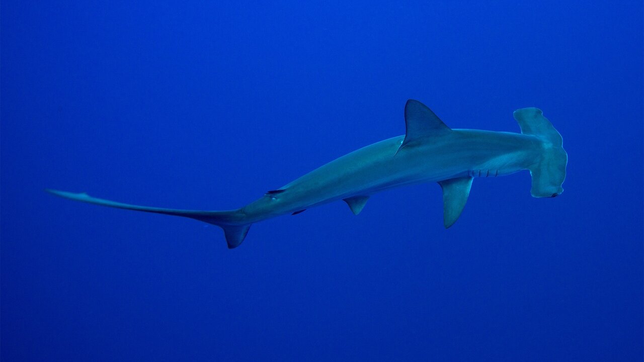 چرا کوسههای سرچکشی، کوسههای دیگر را میبلعند؟