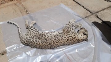 کشف لاشه پلنگ ماده در این منطقه/ عکس