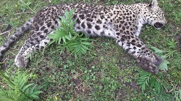 تلف شدن یک فرد پلنگ ایرانی در طارم سفلی