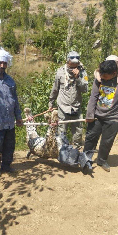 کشف لاشه پلنگ ماده در این منطقه/ عکس