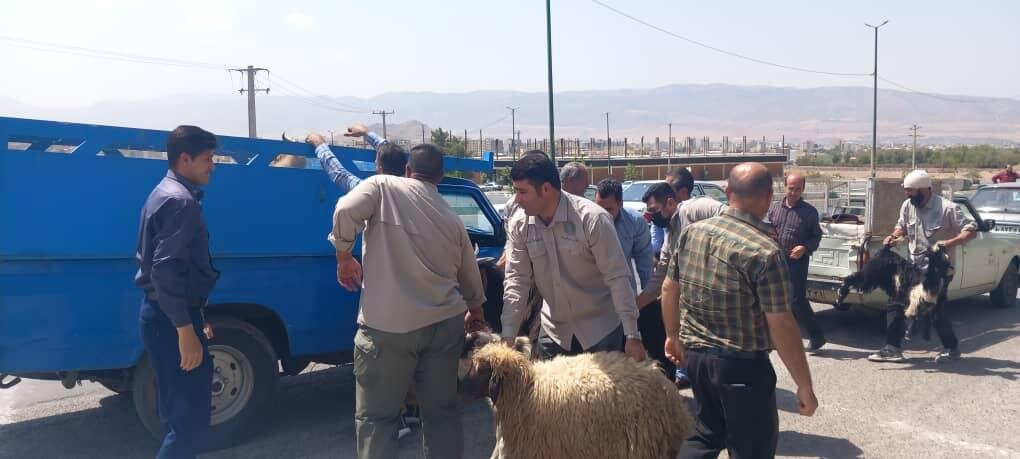 ورودی خرم آباد از احشام پاکسازی شد / تداوم جمع آوری احشام در ورودی های شهر