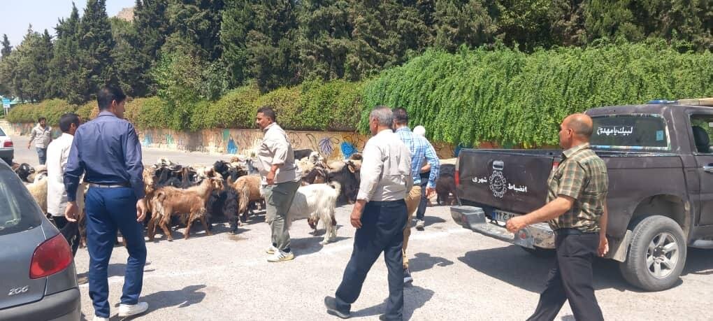 ورودی خرم آباد از احشام پاکسازی شد / تداوم جمع آوری احشام در ورودی های شهر