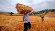 خرید گندم در قزوین از مرز ۲۰۰هزار تن گذشت