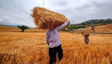 خرید گندم در قزوین از مرز ۲۰۰هزار تن گذشت