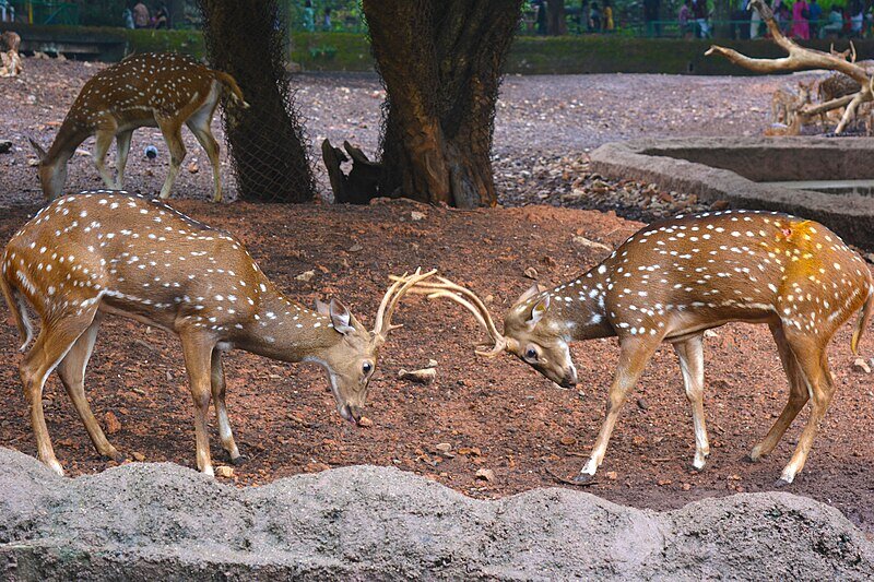 آهو با گوزن چه فرقی دارد؟