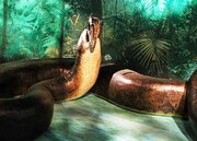 مار ۹۰۰ کیلویی از خاک سر برآورد /عکس