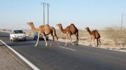 دستور قضایی ‌برای جمع‌آوری شترهای سرگردان بندرخمیر صادر شد