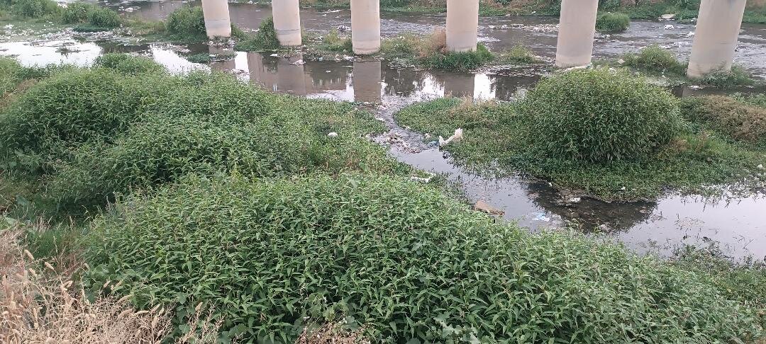 رودخانه خرمآباد در محاصره گیاهان هرز / هشدار معاون عمرانی استانداری