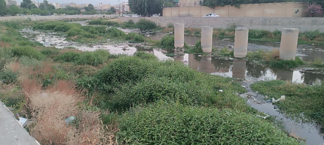 رودخانه خرم‌آباد در محاصره گیاهان هرز / هشدار معاون عمرانی استانداری