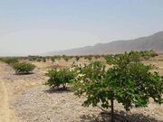 کاشت ۵۰ هزار نهال در دشت جیهون شهرستان بندرخمیر