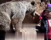 ببینید | لحظه ترسناک سیلی زدن خرس به یک دختر در مشگین شهر اردبیل