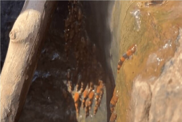 بالا رفتن هزاران گربهماهی از آبشار ۴ متری شگفتیساز شد