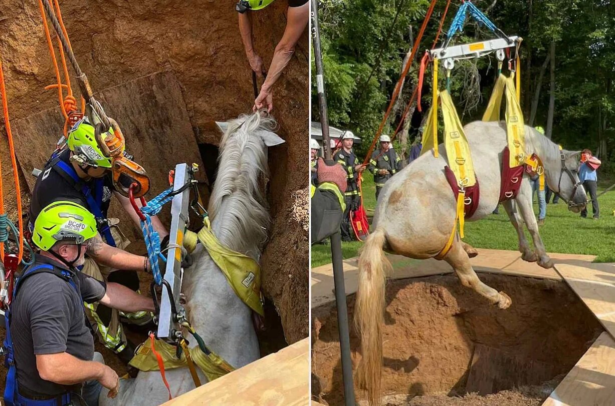 عکس| نجات اسبی که در چاه افتاده بود