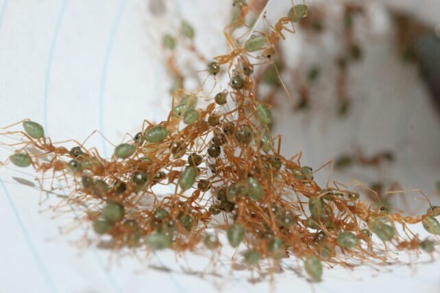 درس بزرگ مورچهها برای رباتهای آینده