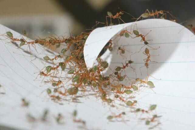 درس بزرگ مورچهها برای رباتهای آینده