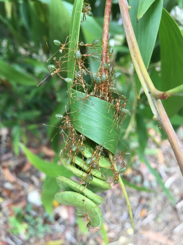 درس بزرگ مورچهها برای رباتهای آینده