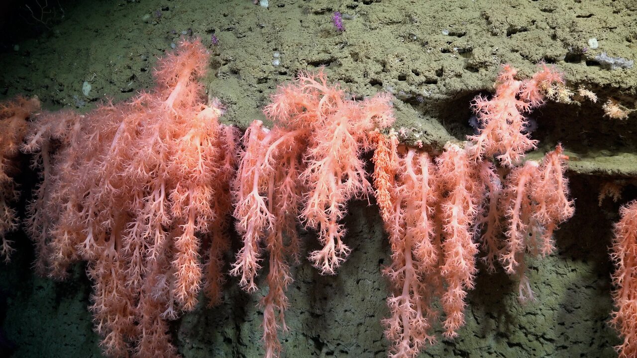 کشف دهها جانور دریایی جدید در یک اکتشاف تازه!