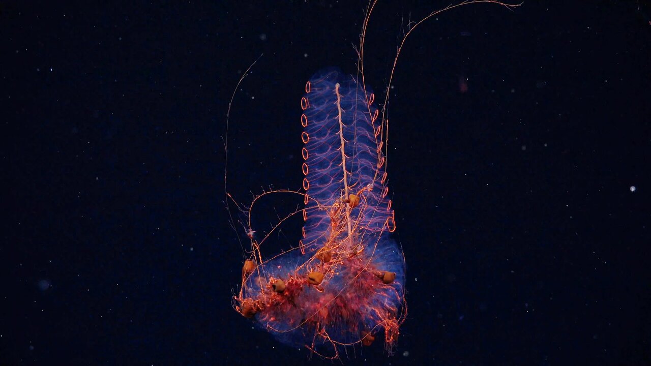 کشف دهها جانور دریایی جدید در یک اکتشاف تازه!