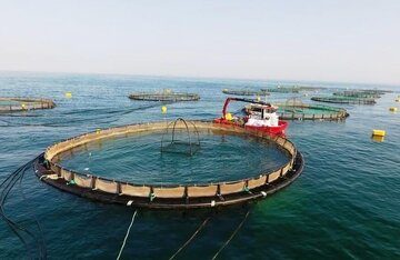 اجرای شش طرح بزرگ شیلاتی در هرمزگان اجرای شش طرح بزرگ شیلاتی در هرمزگان