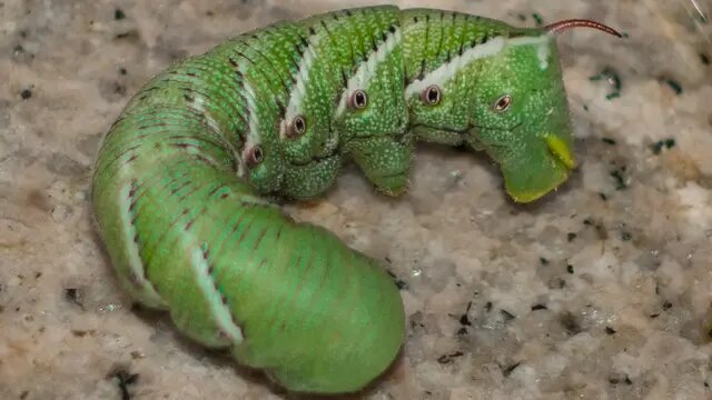 وقتی «ژست ابوالهول» درد را از بین میبرد / راز شگفتانگیز کرم تنباکو