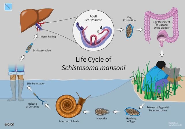 تولید مُسکن از یک انگل مرگبار