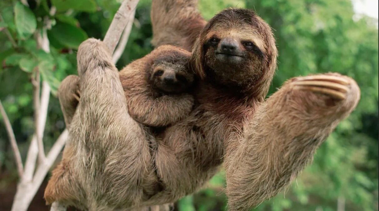 آشنایی با کندترین حیوان جهان / رکوردهایی که شما را شگفتزده میکند!