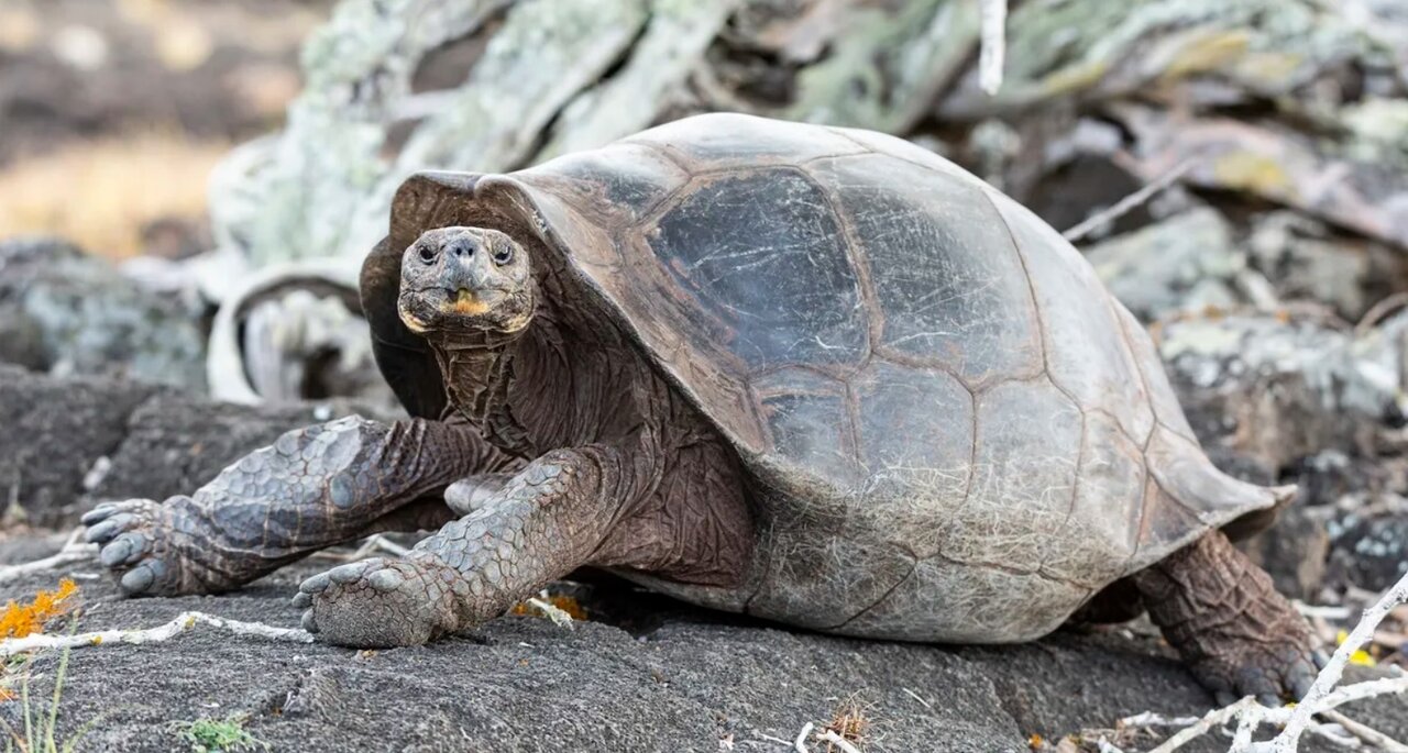 آشنایی با کندترین حیوان جهان / رکوردهایی که شما را شگفتزده میکند!